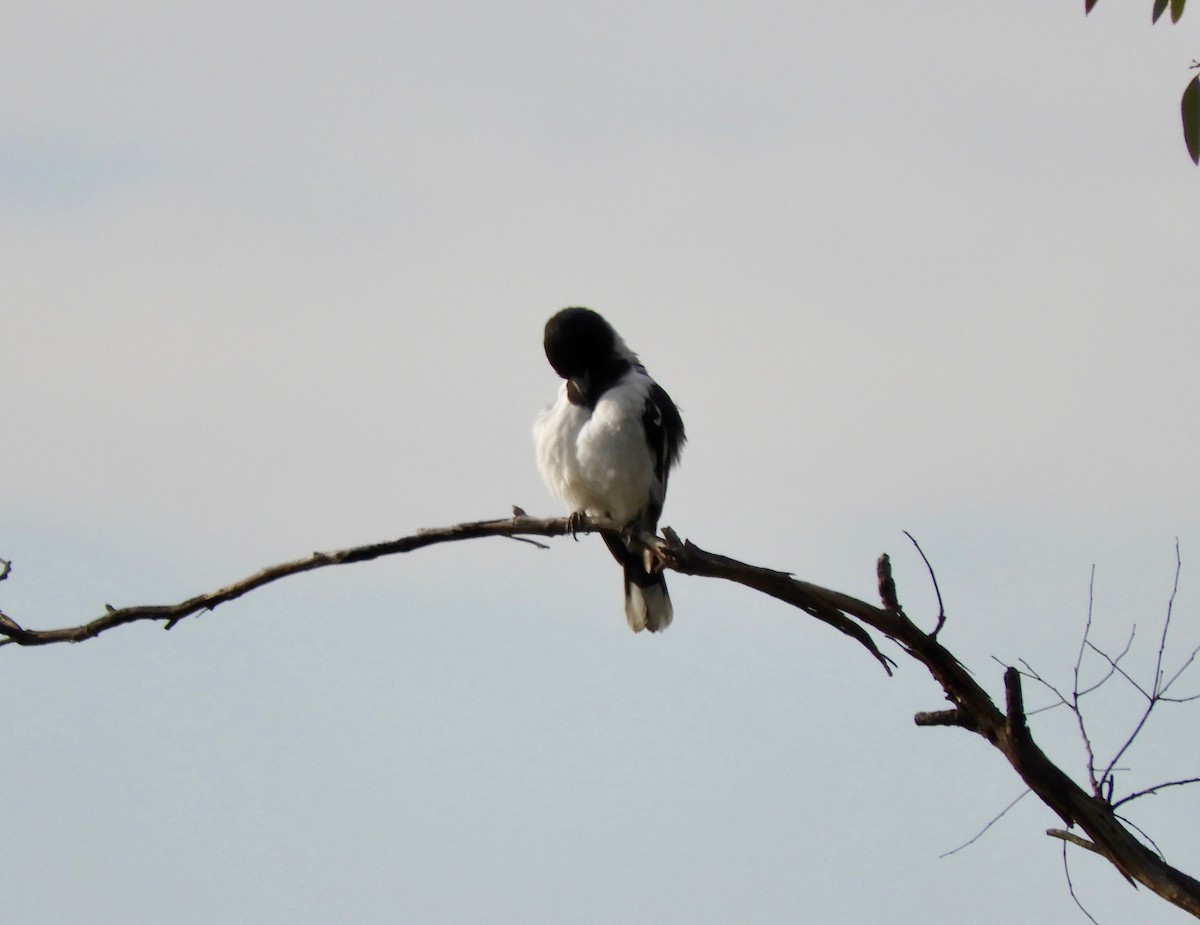 Pied Butcherbird - ML56368281