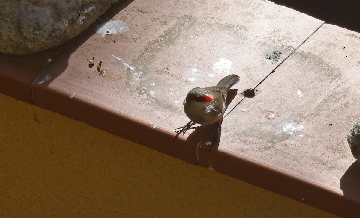 Common Waxbill - ML563682871