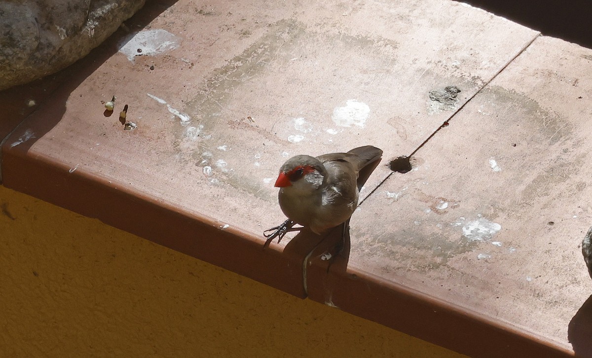 Common Waxbill - ML563682911