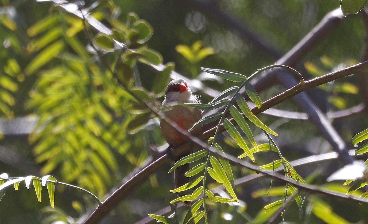 Common Waxbill - ML563683021