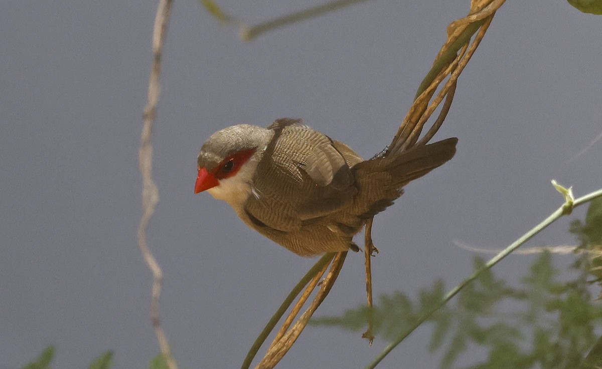 Common Waxbill - ML563683151