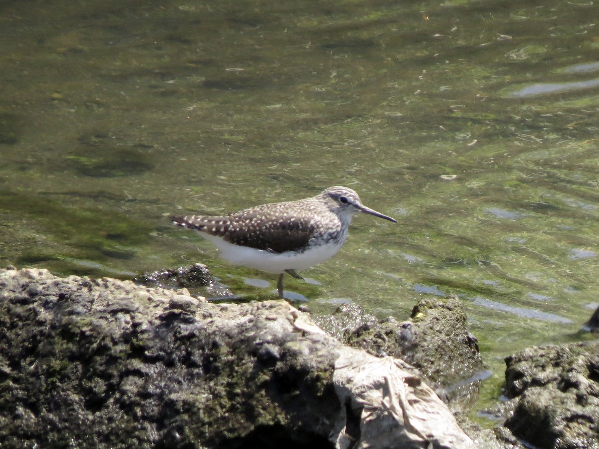Green Sandpiper - Peter Lacey