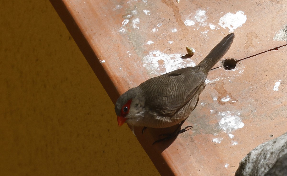 Common Waxbill - Paul Chapman