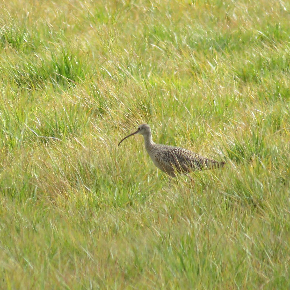 Long-billed Curlew - ML563683491