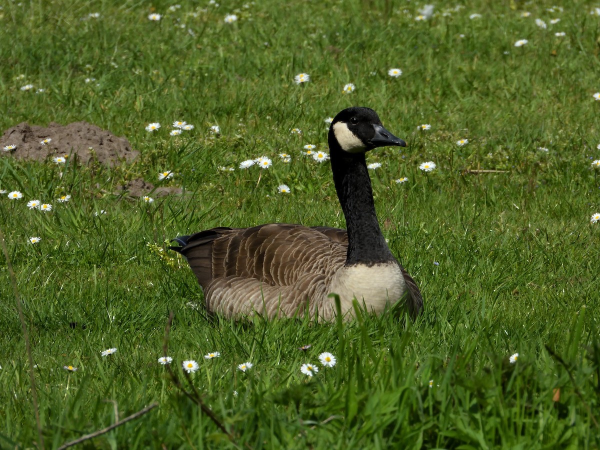 Canada Goose - Dennis op 't Roodt