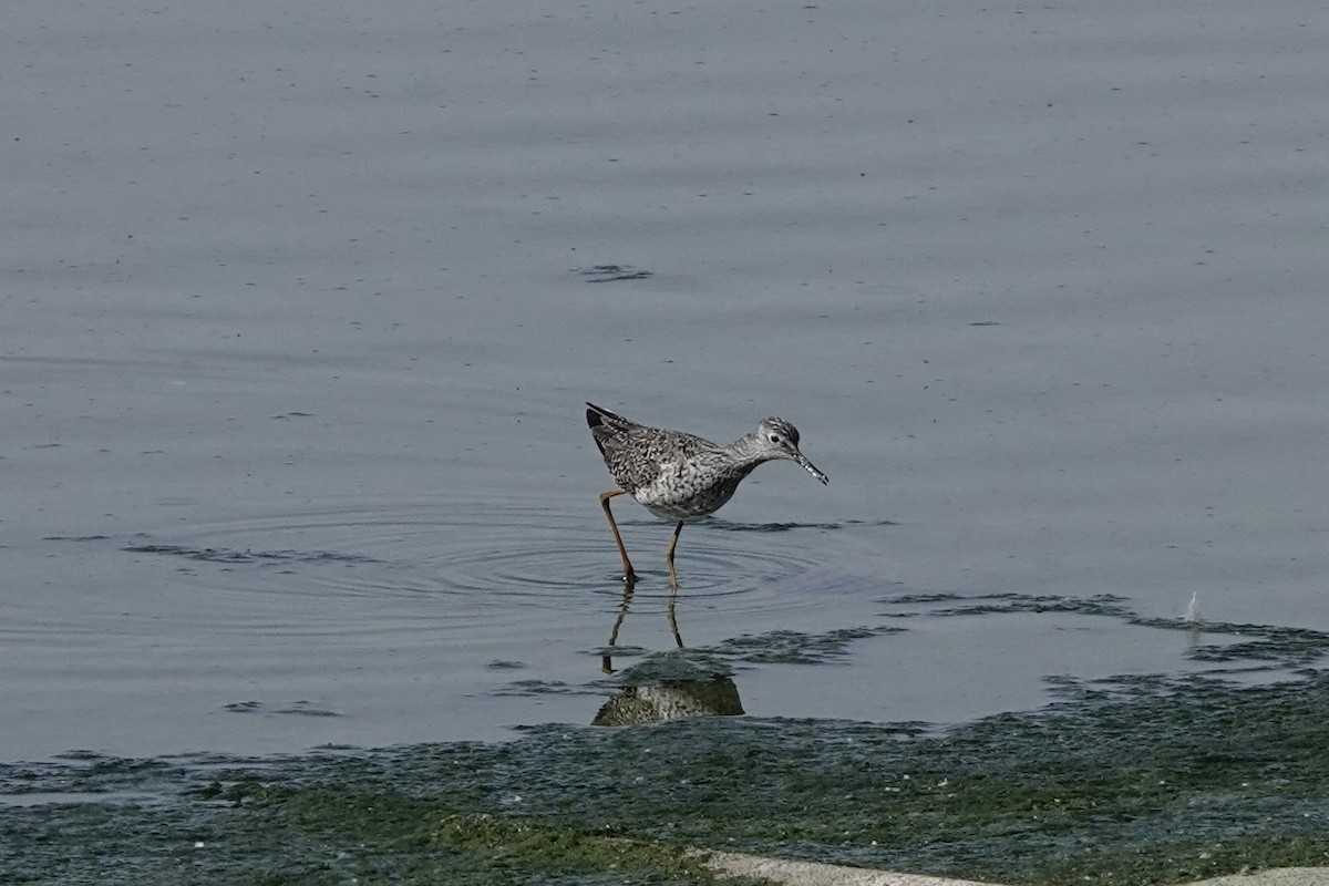 Lesser Yellowlegs - ML563683661