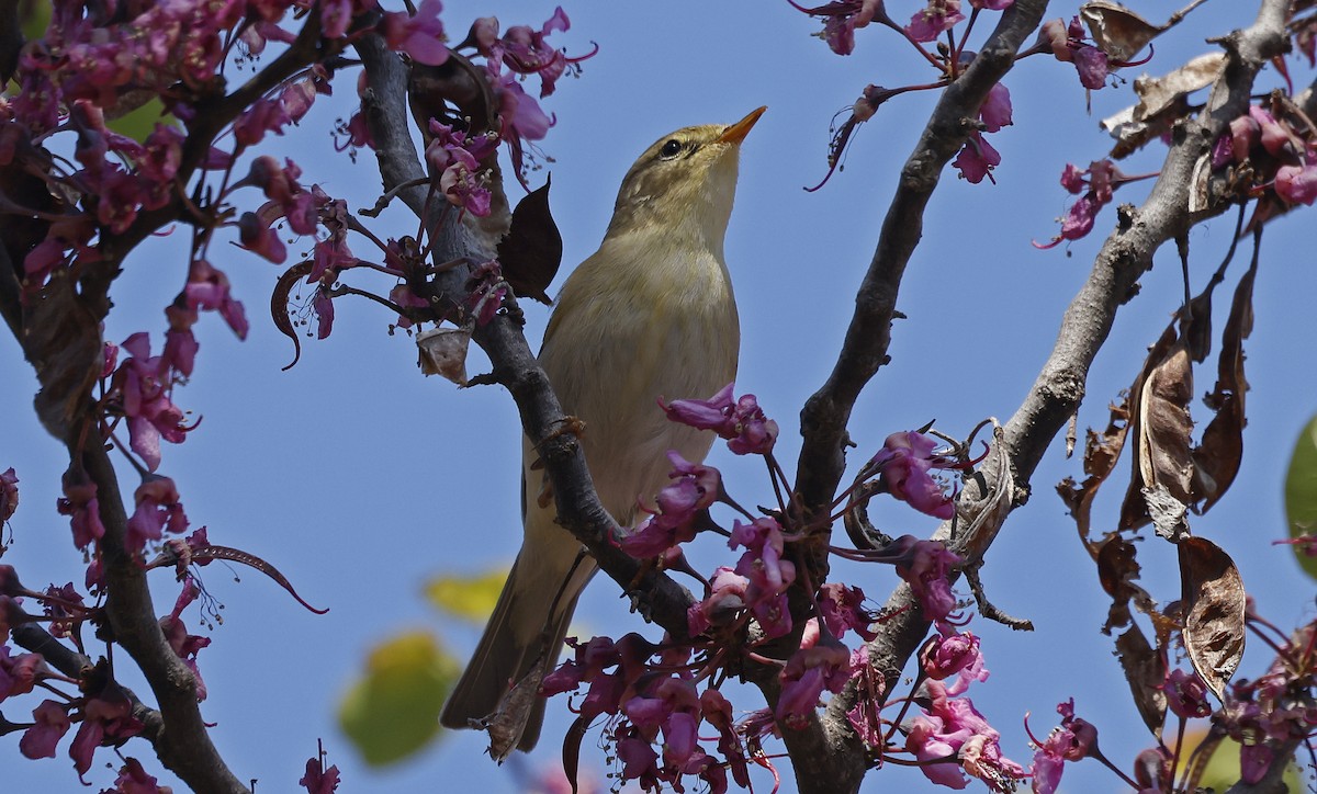 Willow Warbler - ML563683841