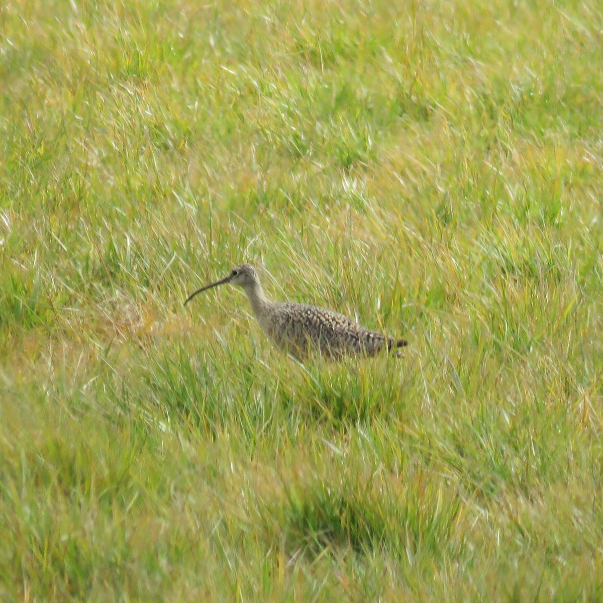 Long-billed Curlew - ML563683881