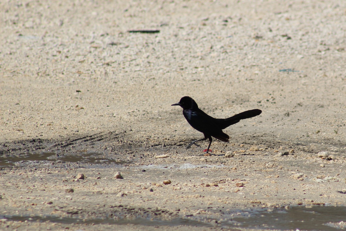 Boat-tailed Grackle - ML563684011
