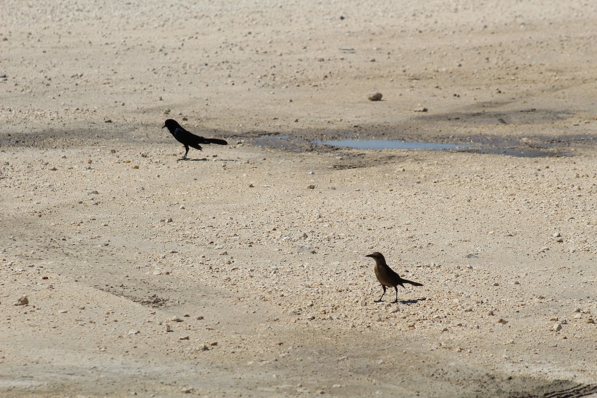 Boat-tailed Grackle - ML563684021