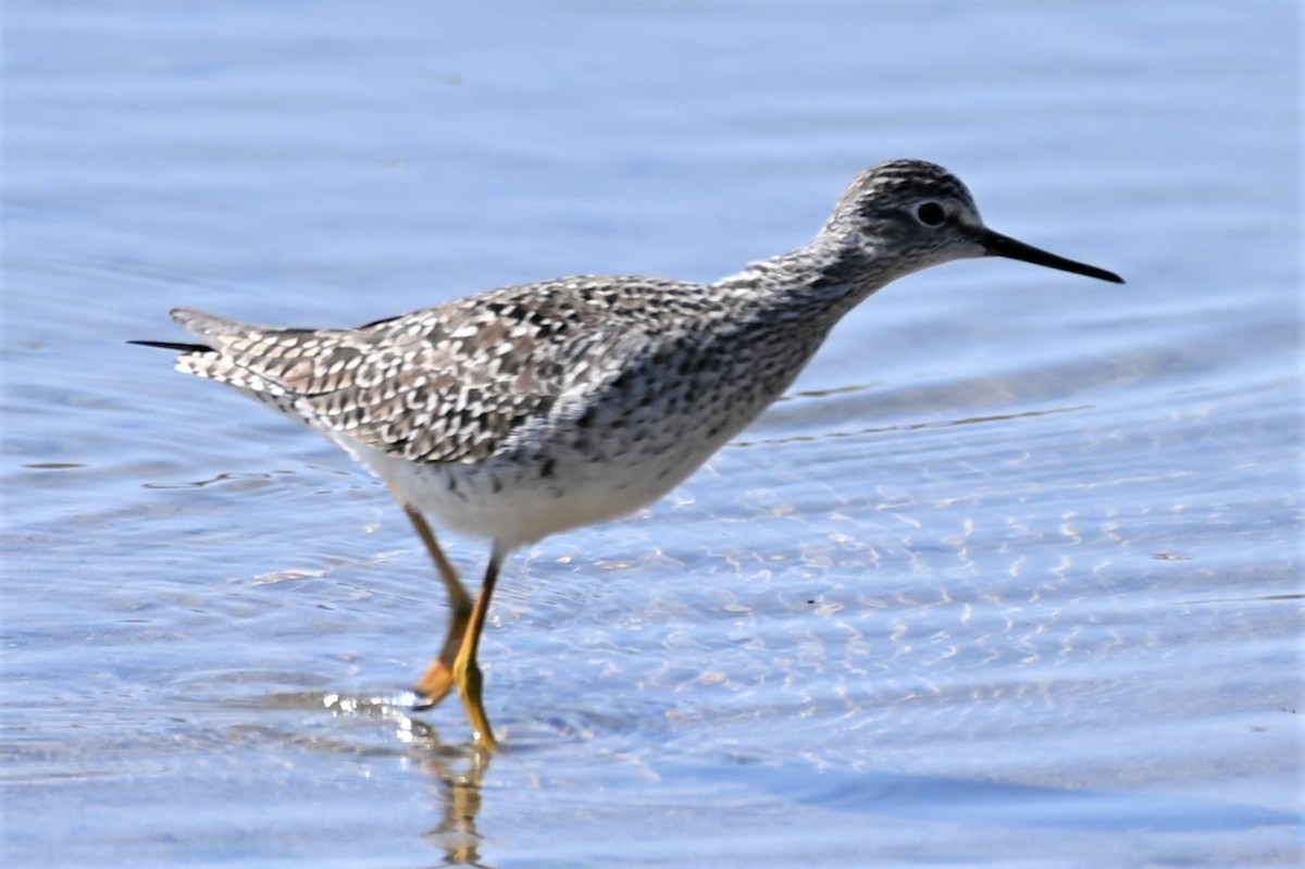 Lesser Yellowlegs - ML563684651