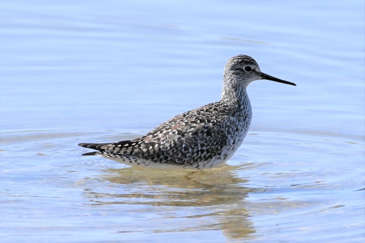 Lesser Yellowlegs - ML563684671