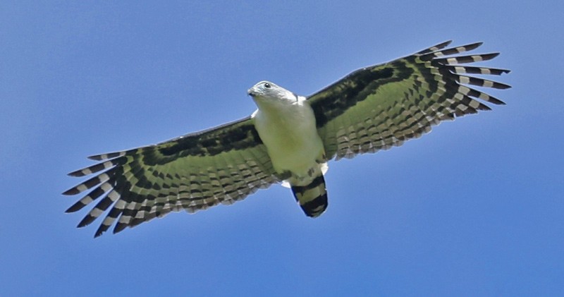 Gray-headed Kite - John Cassady