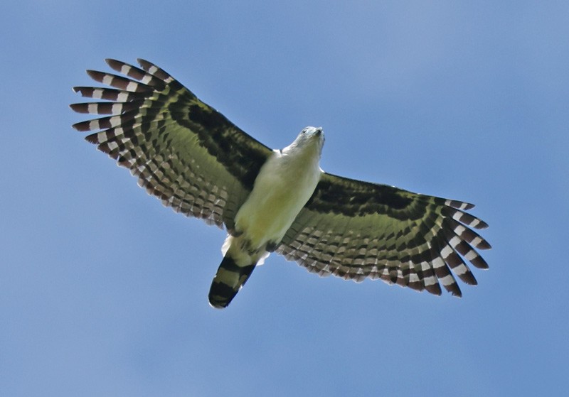 Gray-headed Kite - John Cassady