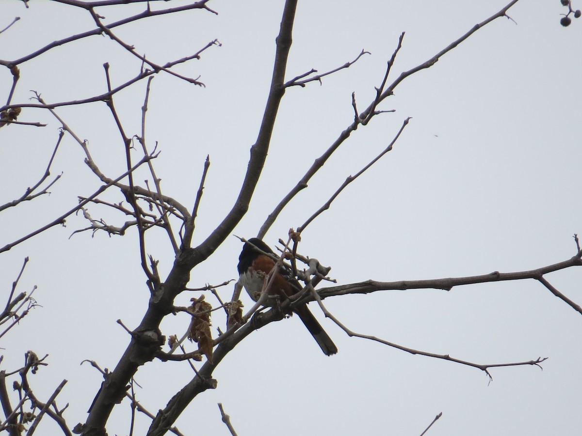 Spotted Towhee - ML563685351