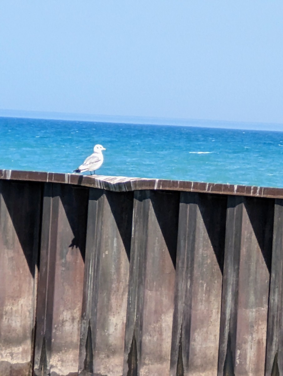 Black-legged Kittiwake - ML563685931