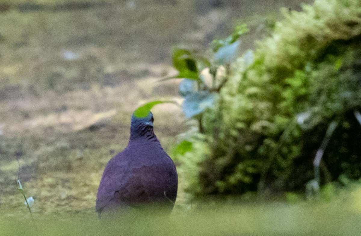 Chiriqui Quail-Dove - ML563688051