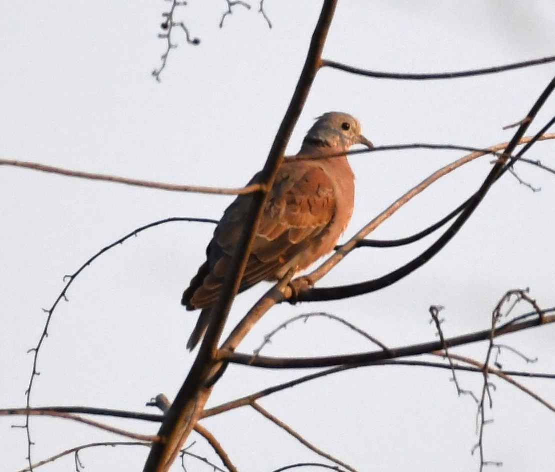 Red Collared-Dove - Neil Wingert