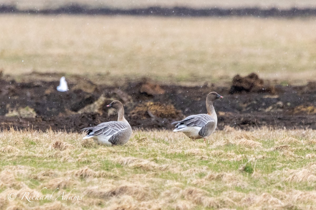 Pink-footed Goose - ML563689841
