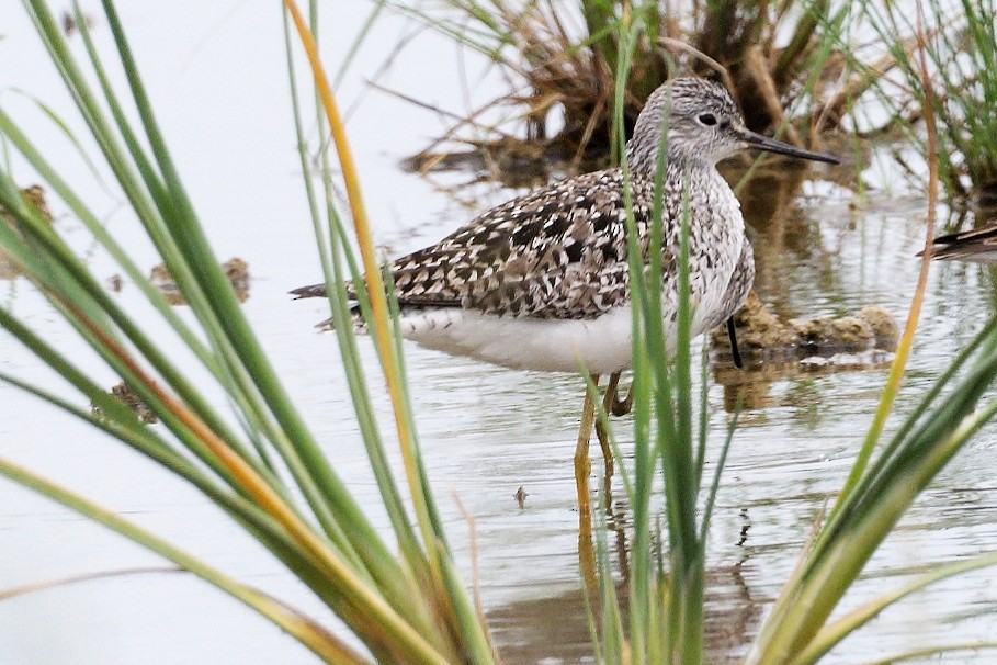 Lesser Yellowlegs - ML563690021