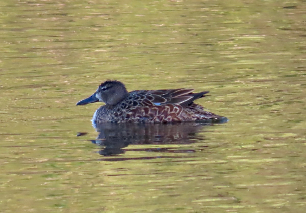 Blue-winged Teal - ML563691091