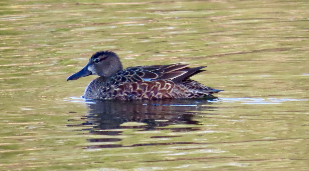 Blue-winged Teal - ML563691131