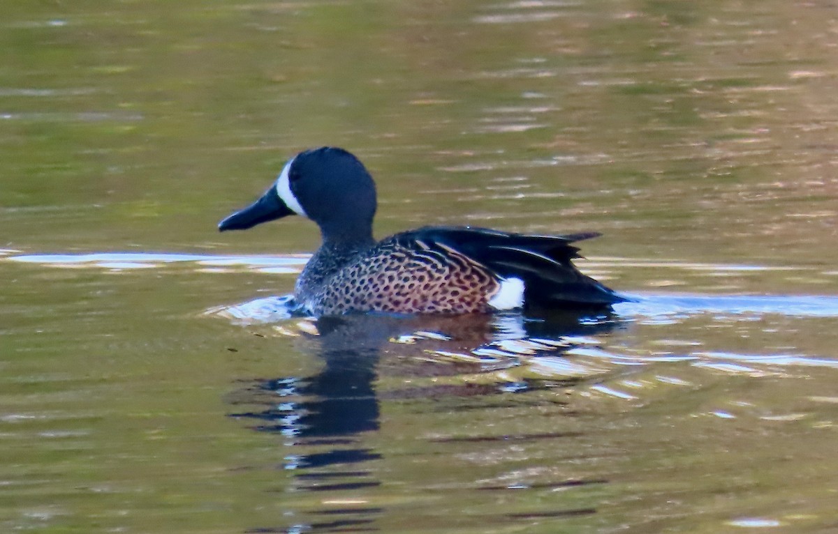 Blue-winged Teal - ML563691231