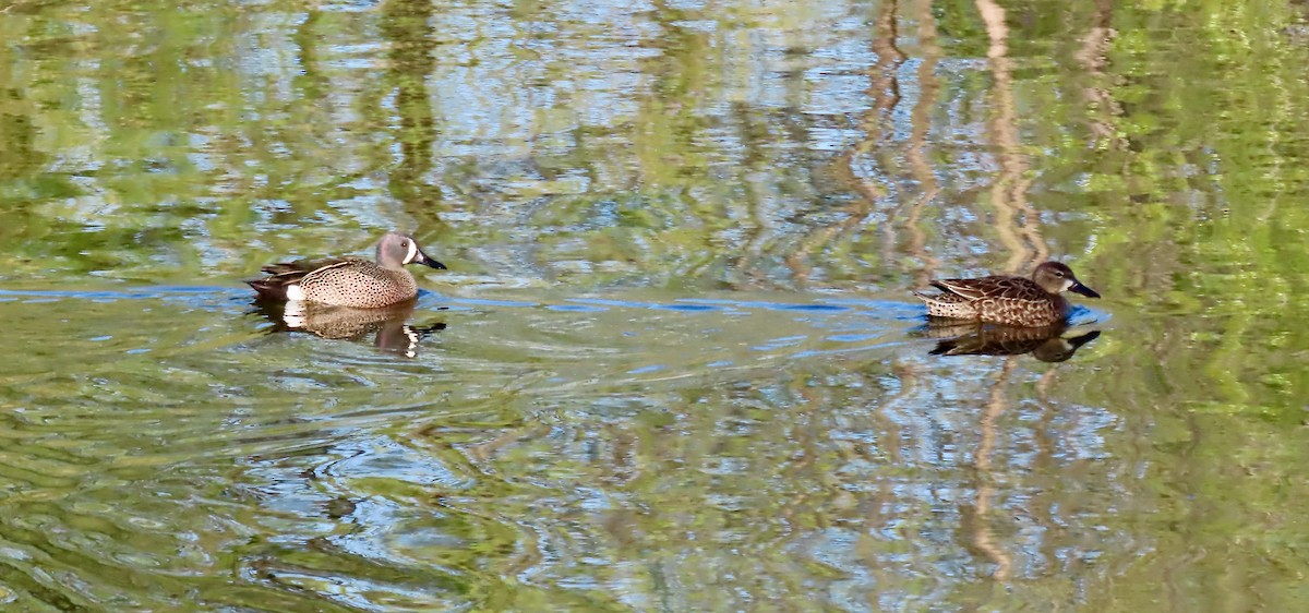 Blue-winged Teal - ML563691351