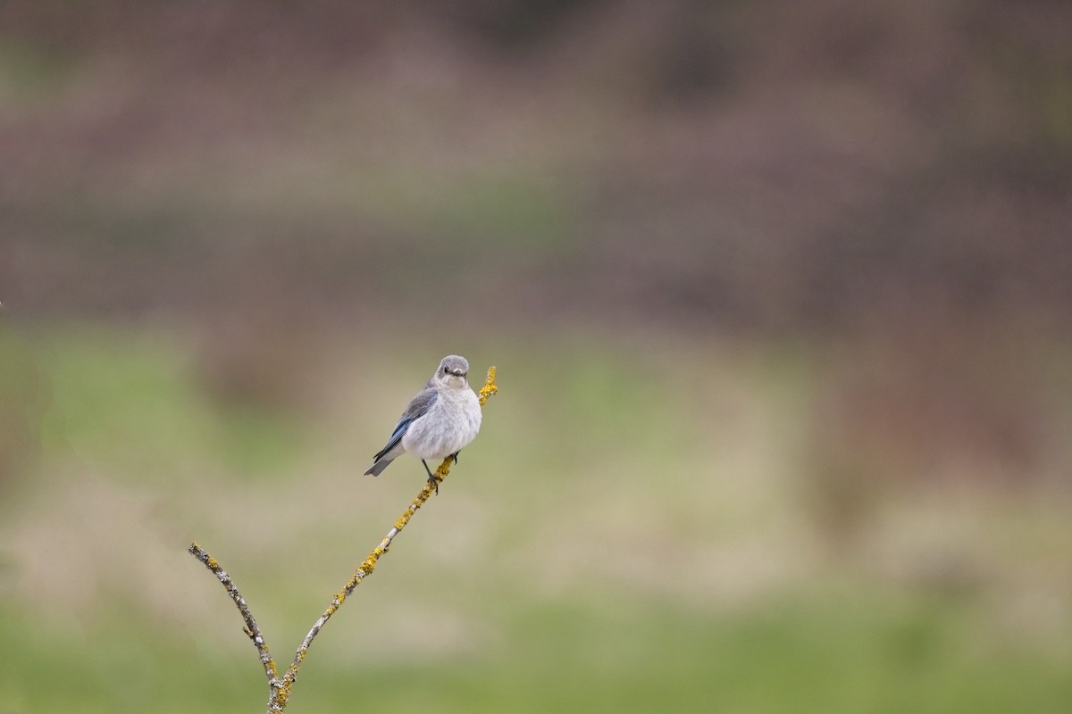 Mountain Bluebird - ML563691571