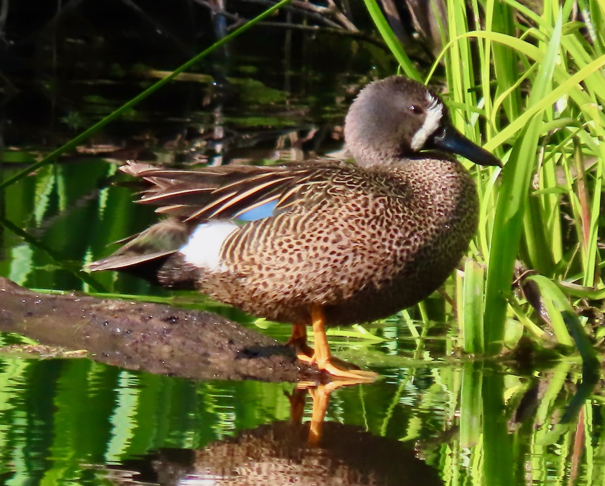 Blue-winged Teal - ML563691631