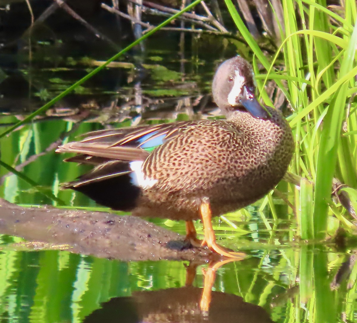 Blue-winged Teal - ML563691861