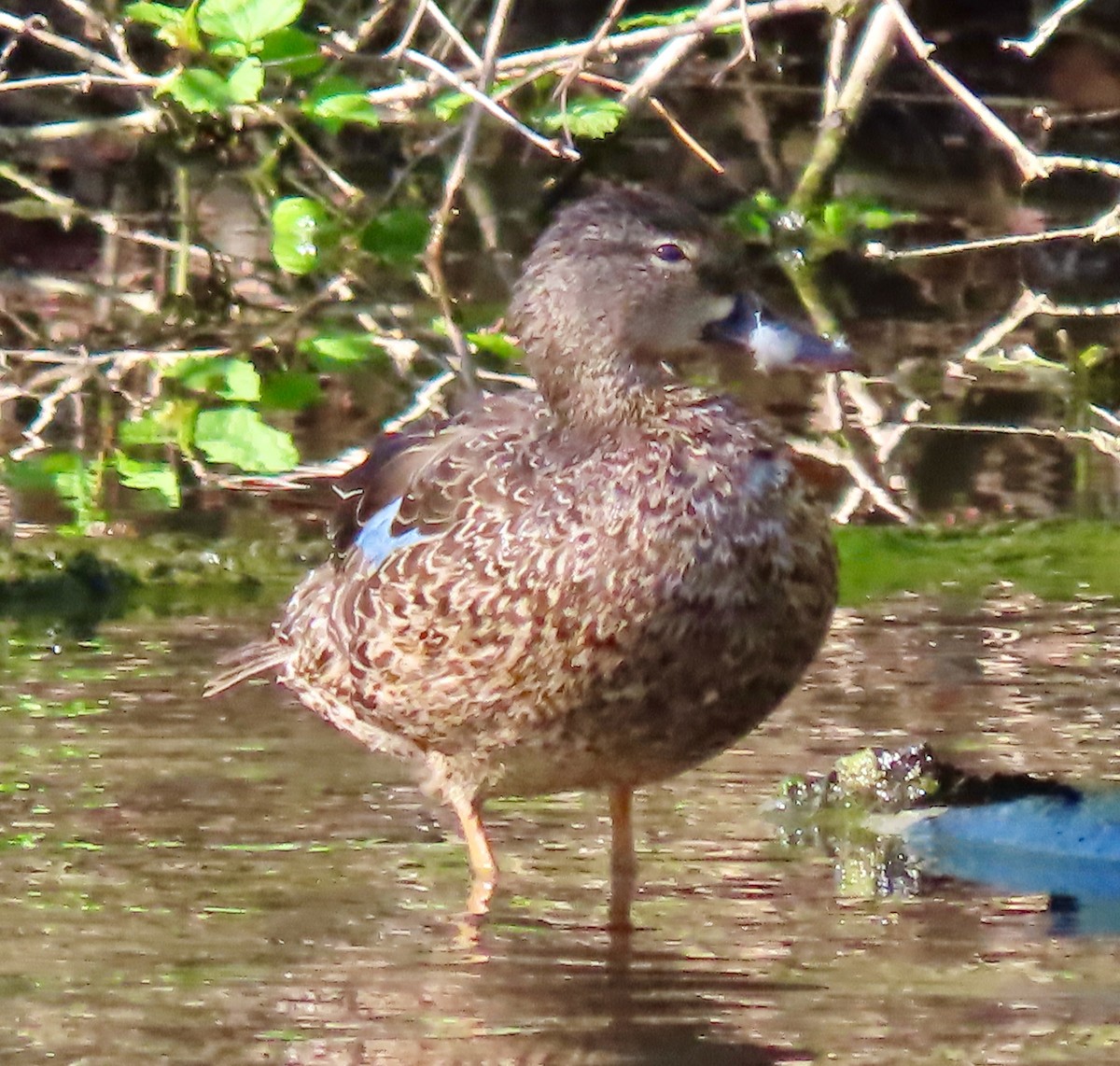 Blue-winged Teal - ML563691961