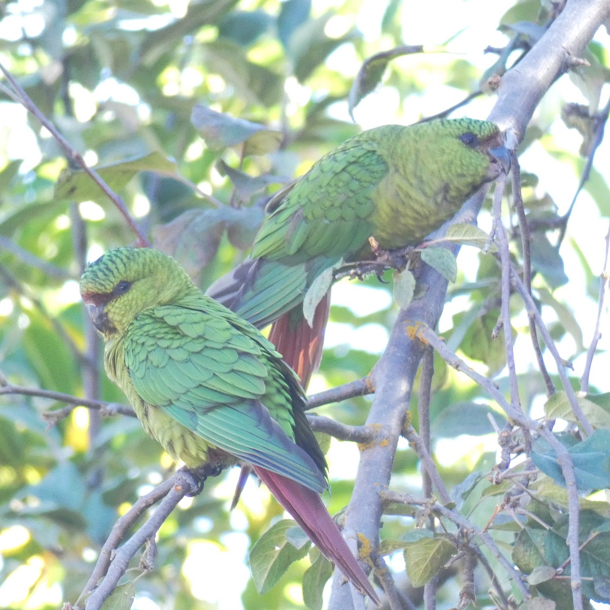 Austral Parakeet - Paulo Krieser