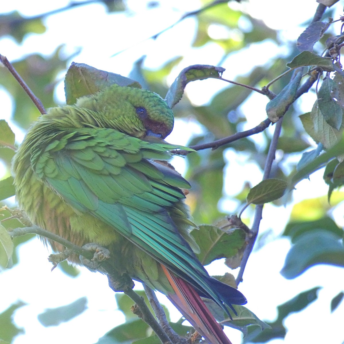 Austral Parakeet - Paulo Krieser