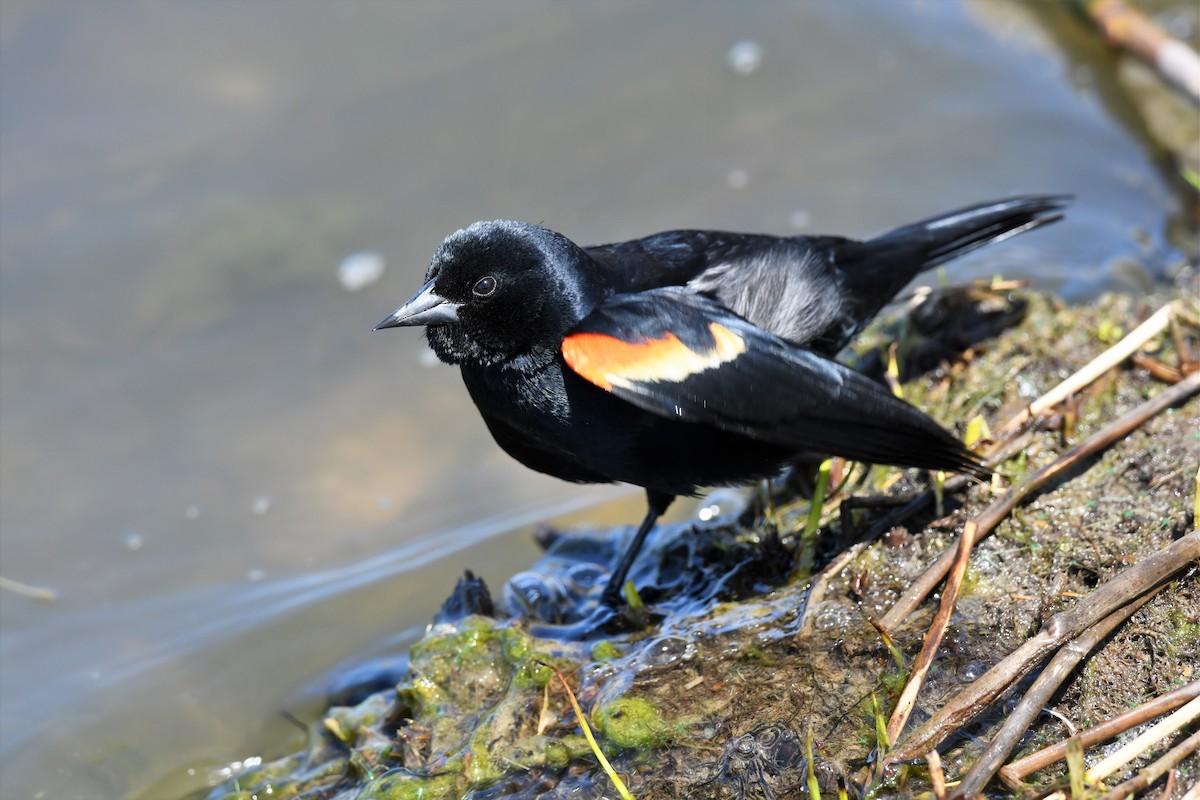 Red-winged Blackbird - ML563692741