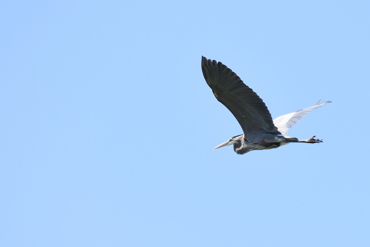 Great Blue Heron - ML563692791