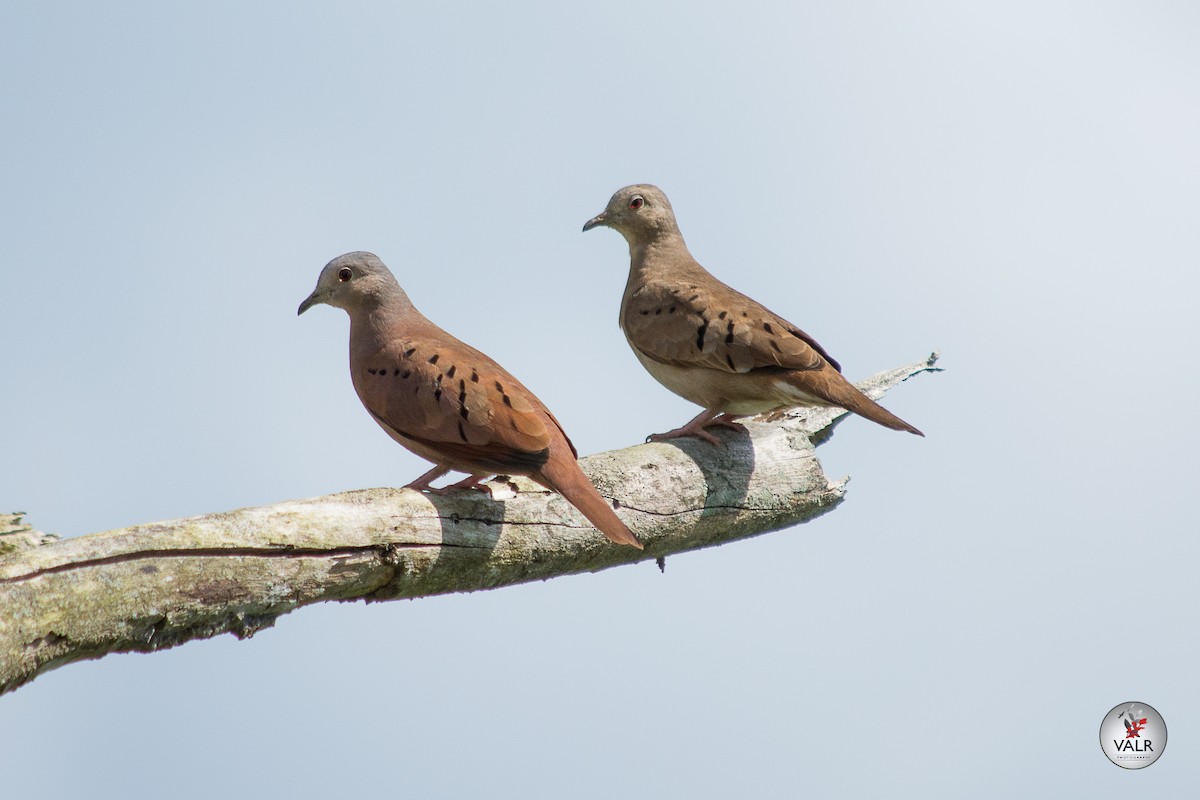 Ruddy Ground Dove - Vishal Rangersammy