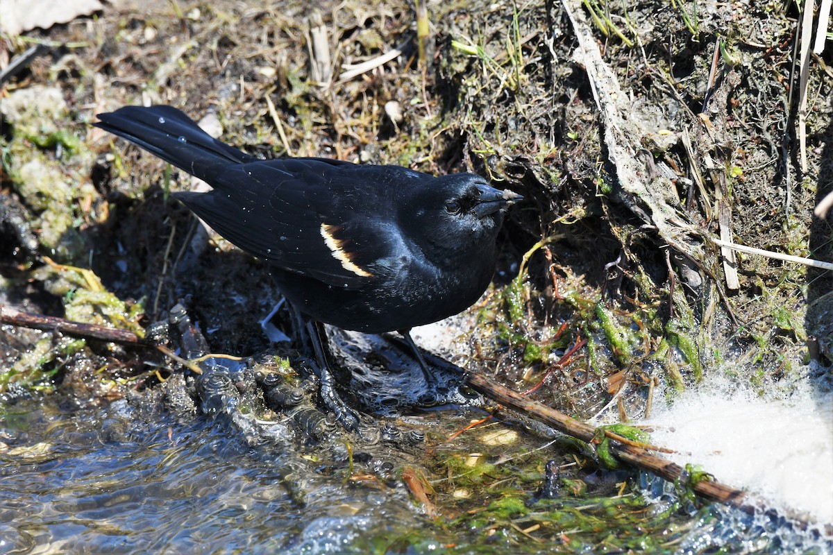 Red-winged Blackbird - ML563693191