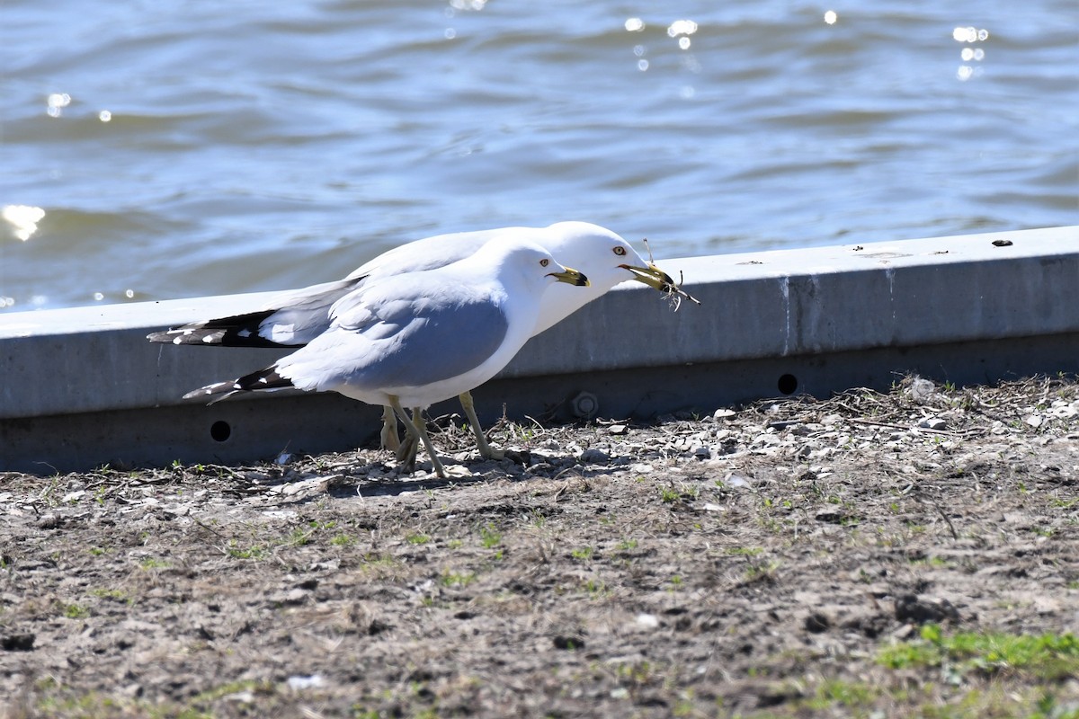 Ring-billed Gull - ML563693271