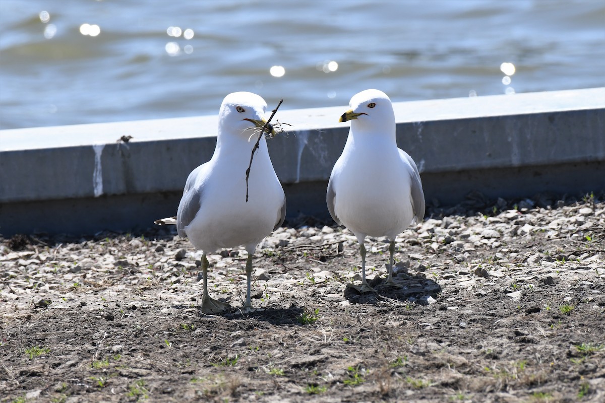 Ring-billed Gull - ML563693281