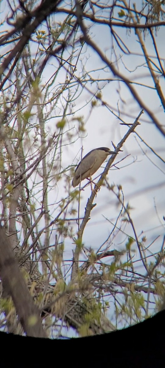 Black-crowned Night Heron - ML563693931