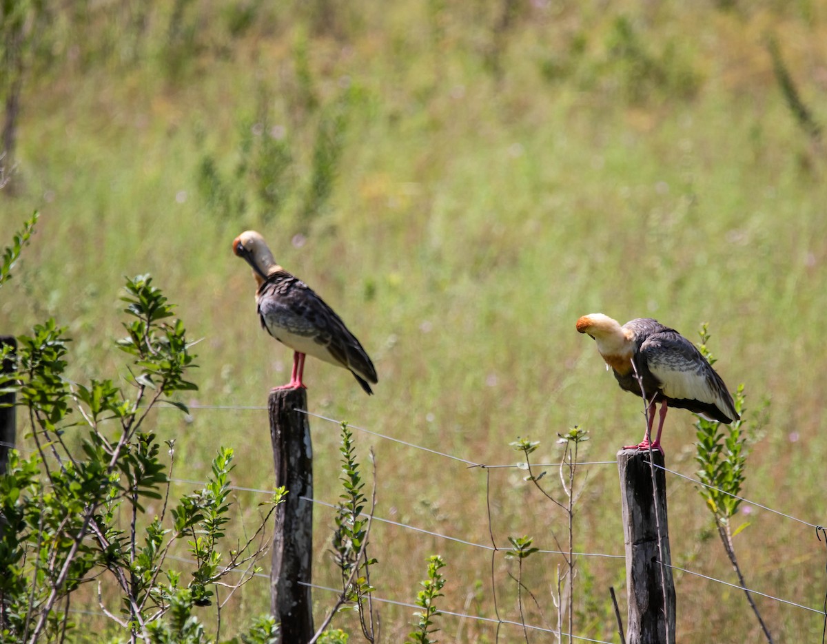 Buff-necked Ibis - ML563694251