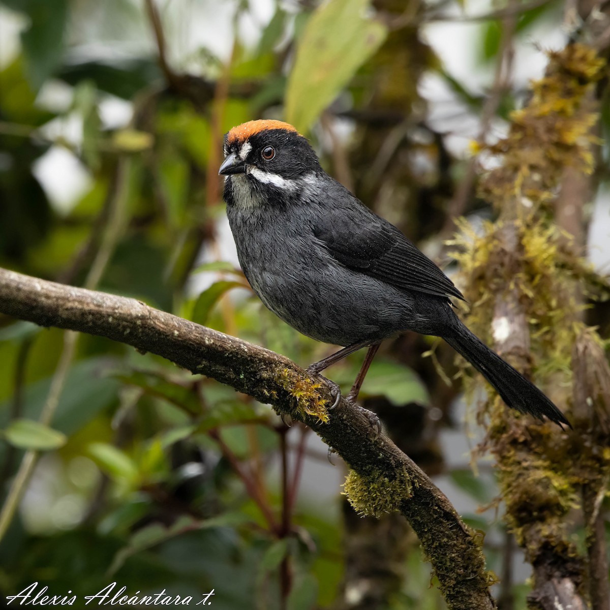 Peruvian Slaty Brushfinch - ALEXIS ALCANTARA  +51 975136161