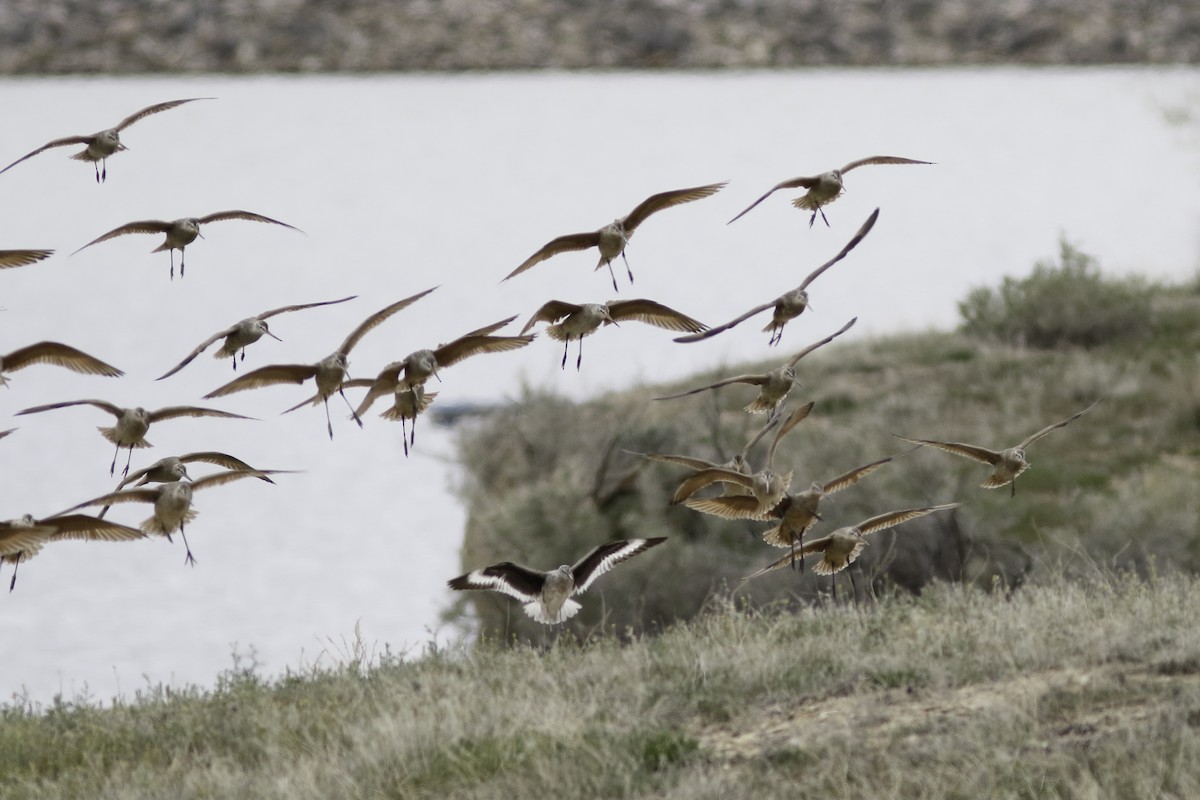 Marbled Godwit - Linda Chittum