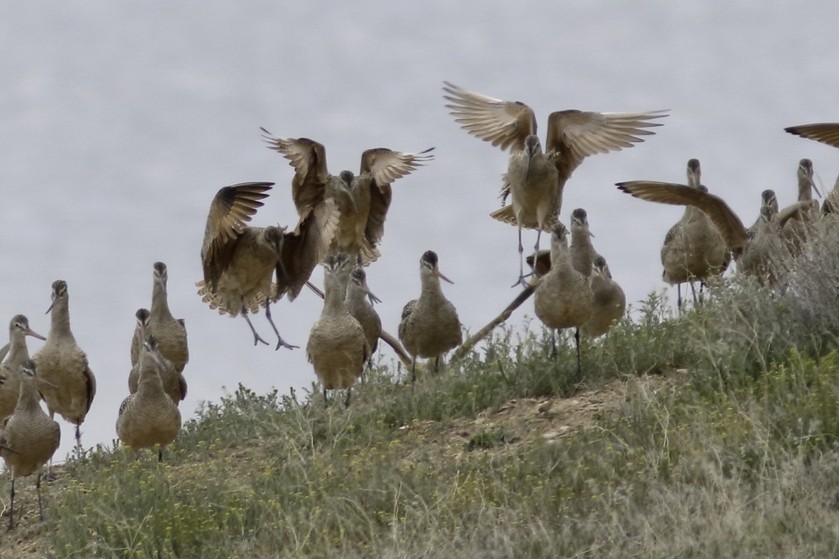 Marbled Godwit - Linda Chittum