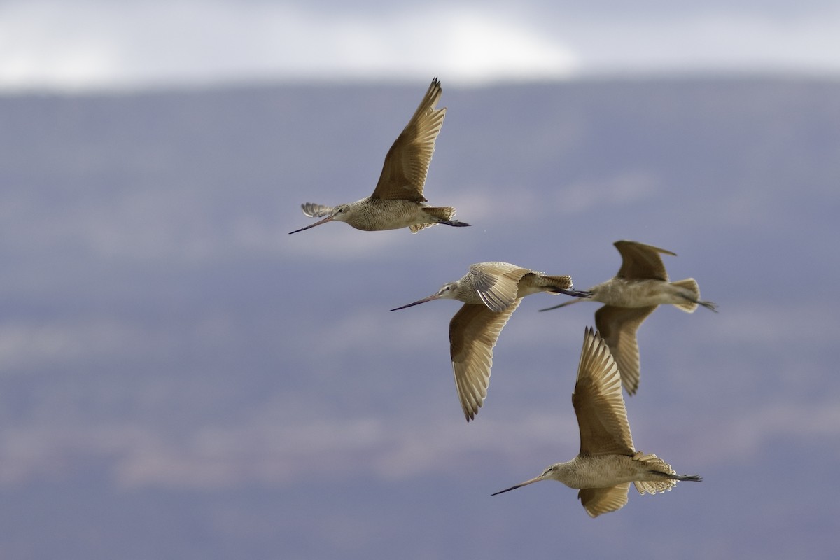 Marbled Godwit - Linda Chittum