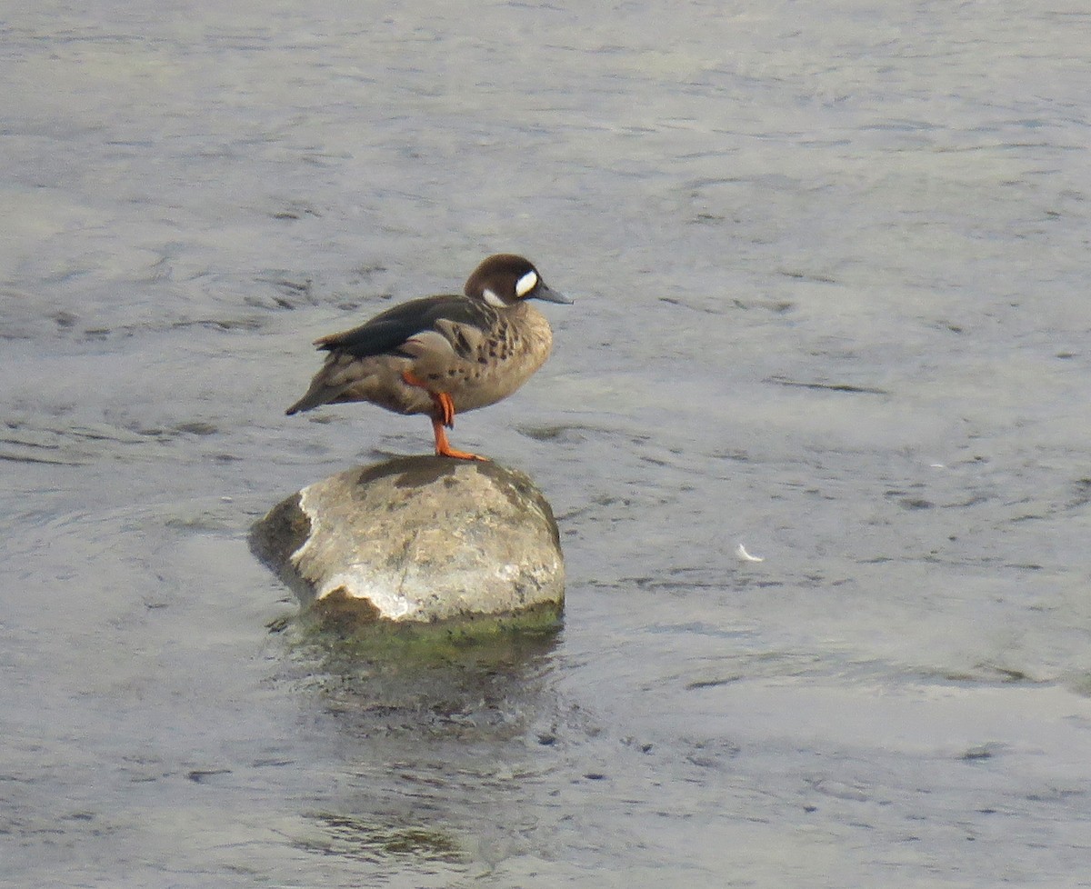 Spectacled Duck - ML563696321