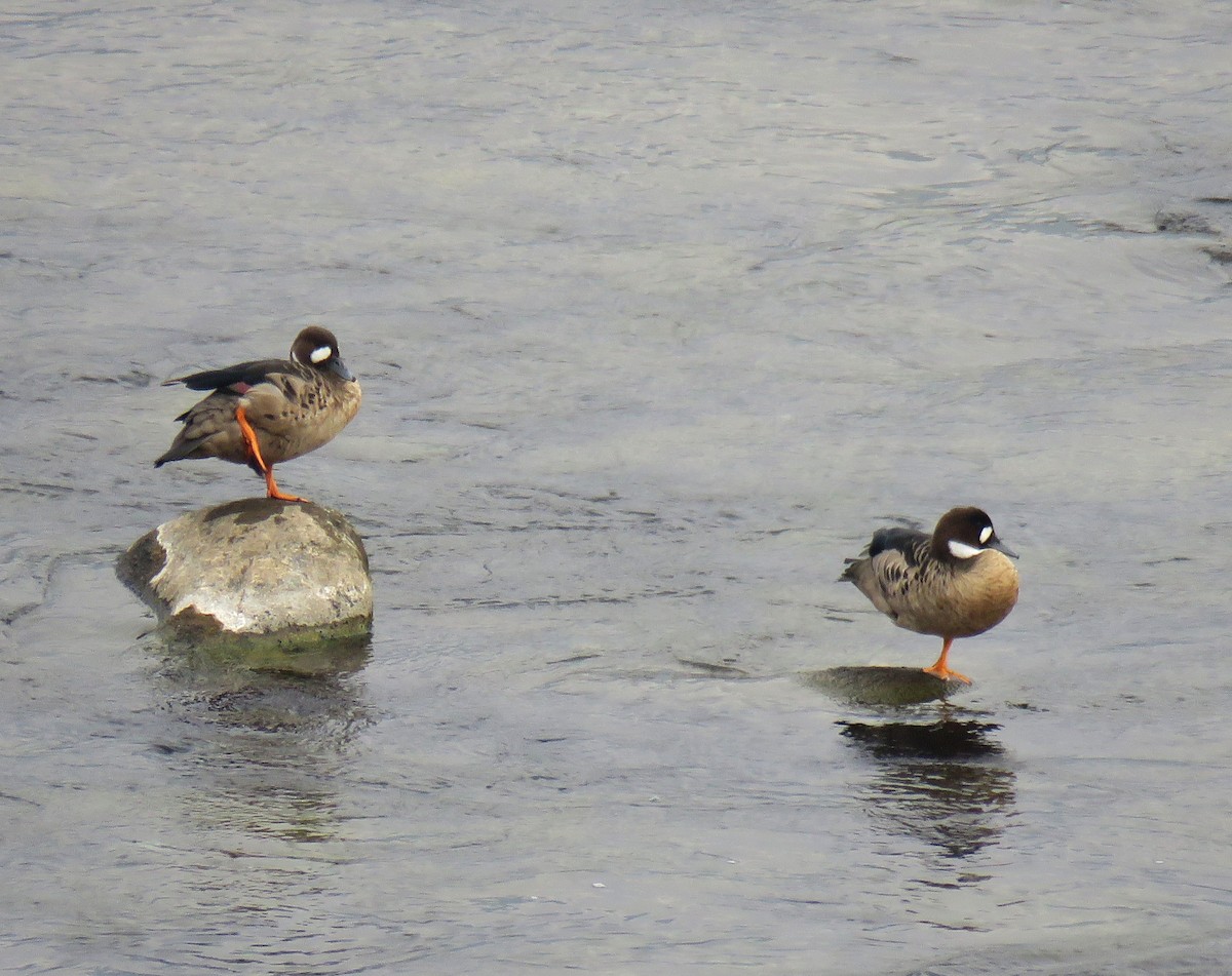 Spectacled Duck - ML563696341