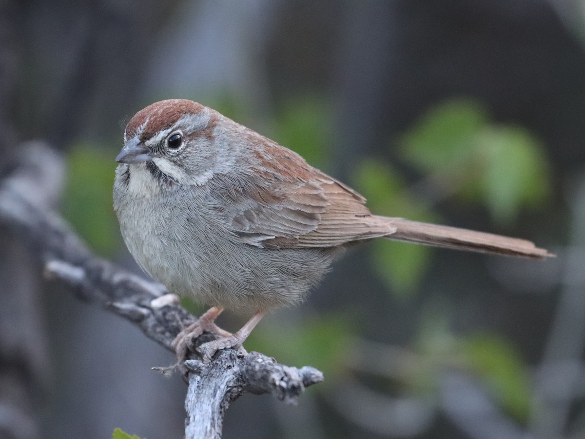 Rufous-crowned Sparrow - ML563697081
