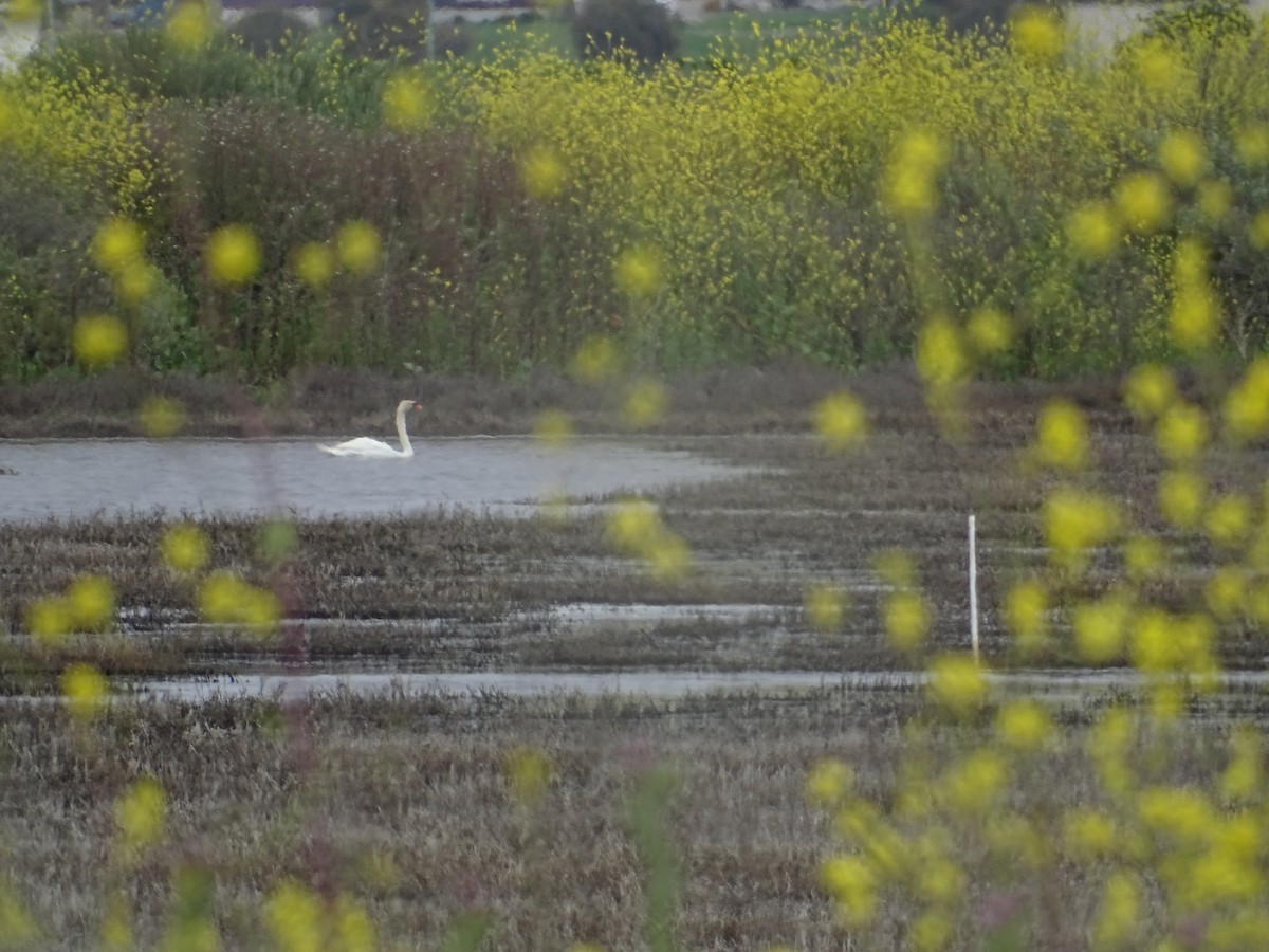 Mute Swan - ML563697281